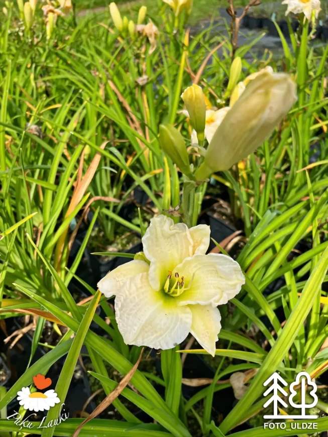 Hemerocallis   'Gentle Shepherd'